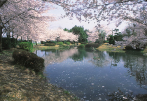 Photo: Sakura Festival (Miyoshi Park)