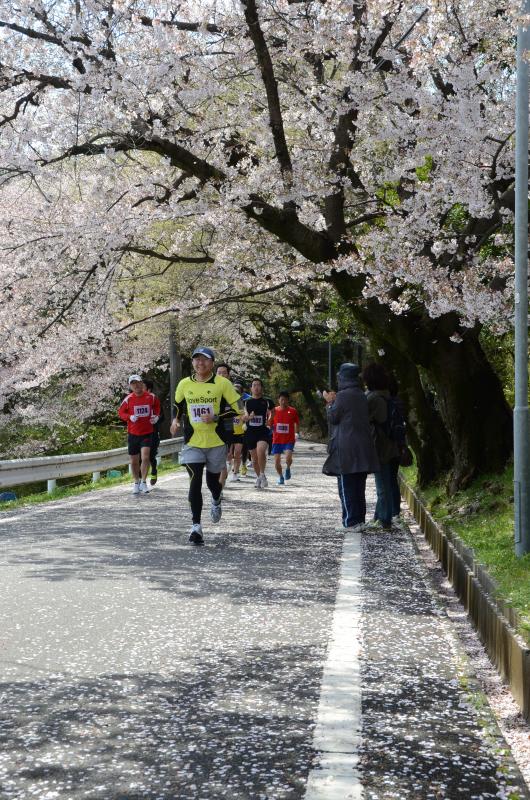 桜のトンネルを走り抜けます