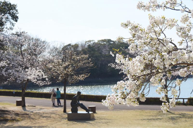 保田ヶ池と桜